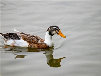 芒场蛮坝散养水鸭2.5kg/只（活鸭请备注）